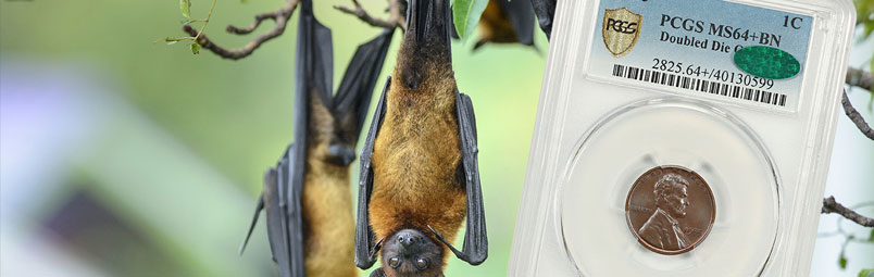 TropicalBats Lincoln Cent Registry Set